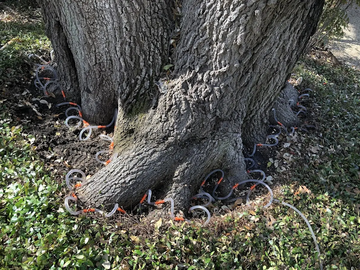 Detailed Tree Cabling and Bracing job site in Danielson