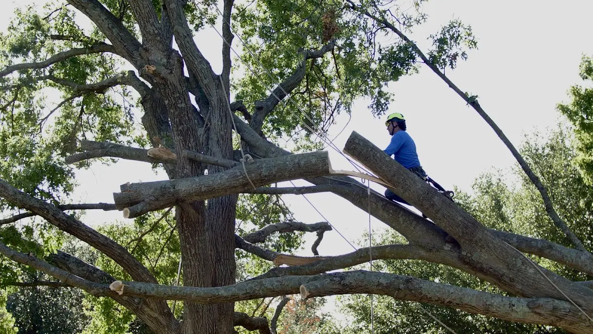 Professional Crown Thinning performed by certified arborists in Danielson