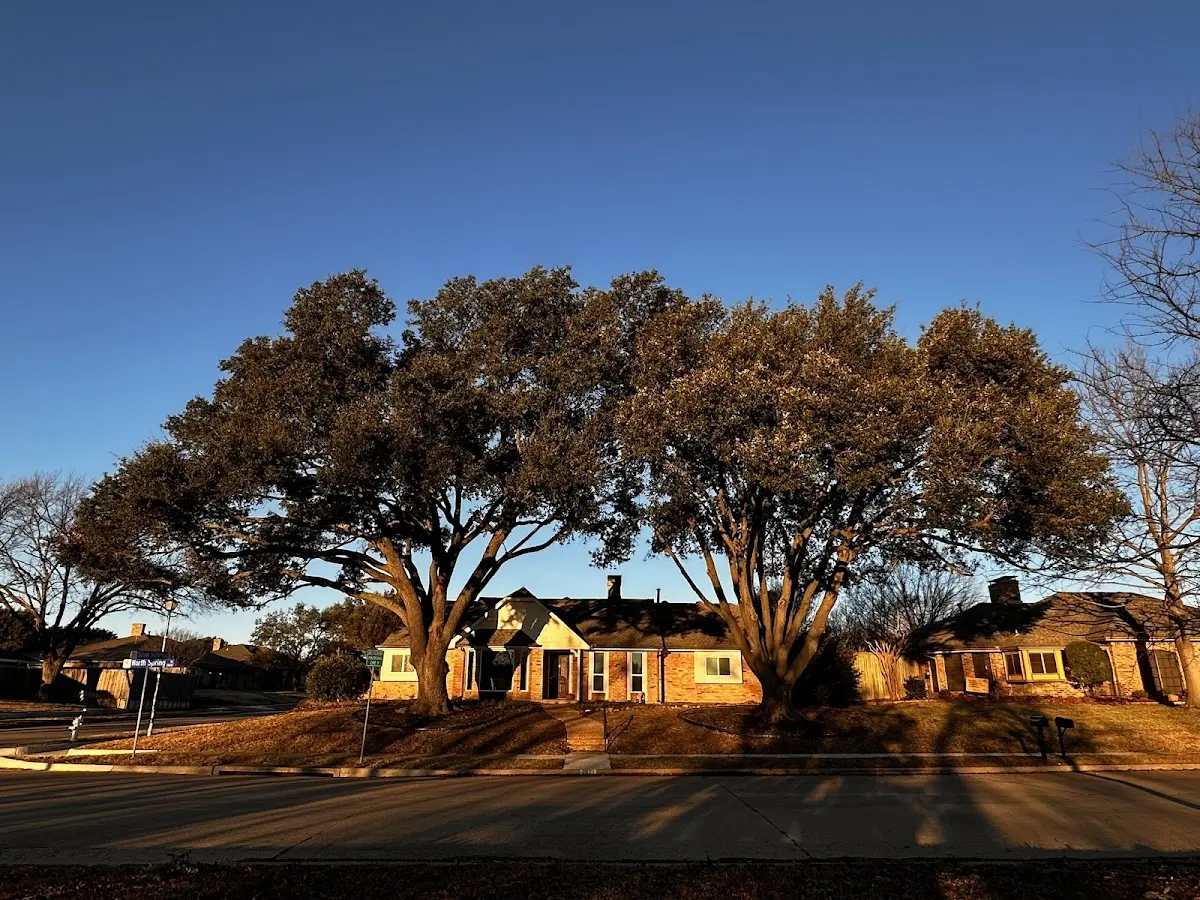 Established residential canopy tree shading a home in Danielson