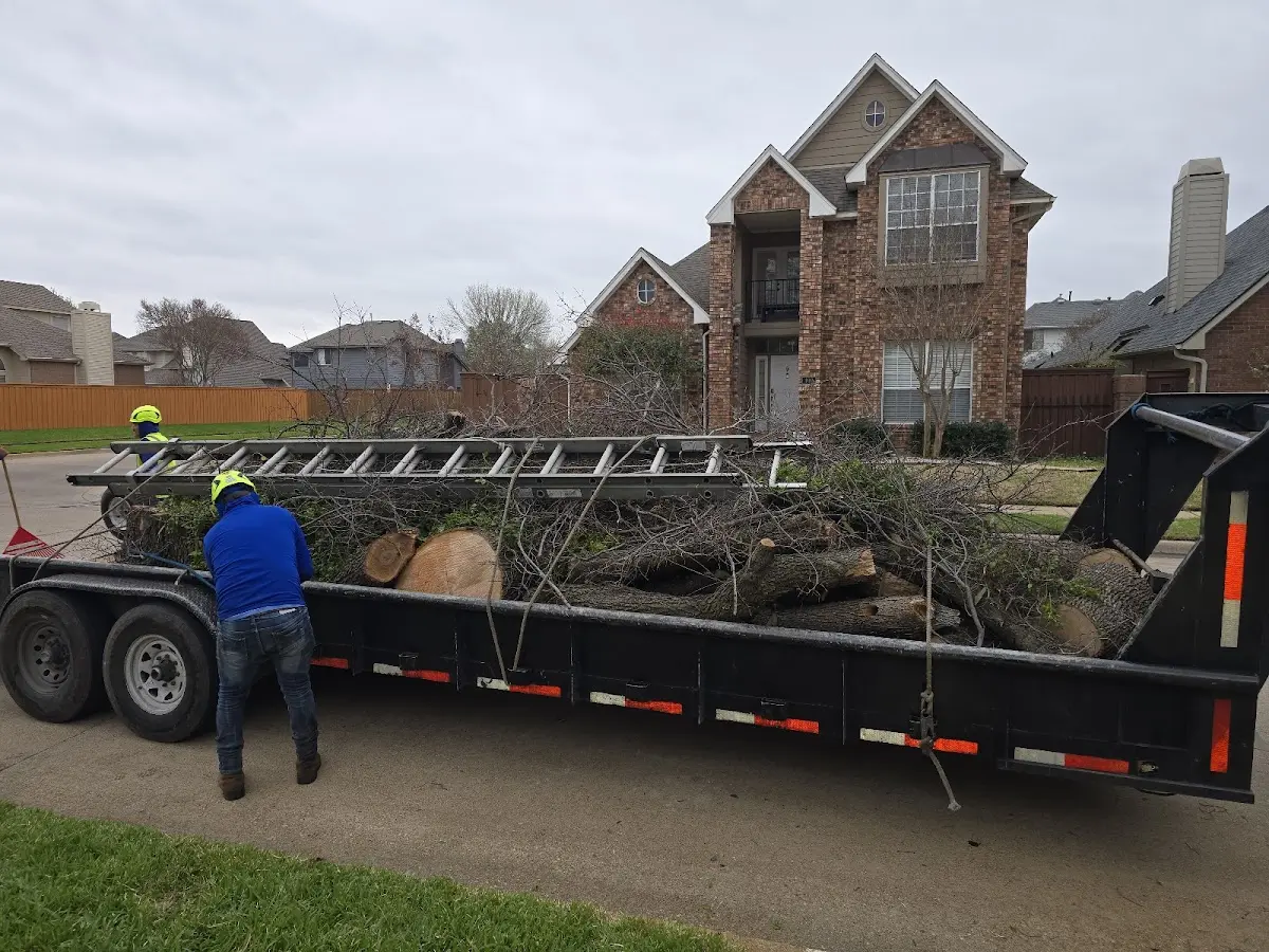 Expert Tree Fertilization with proper safety equipment in Danielson